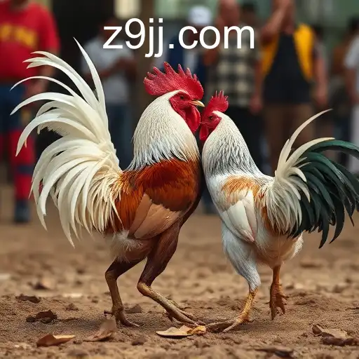 Exploring the Complex World of Cockfighting and 9jj.com